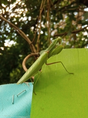 Hierodula transcaucasica