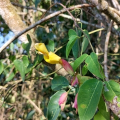 Dolichandra cynanchoides