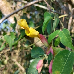 Dolichandra cynanchoides