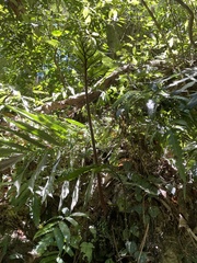 Angiopteris lygodiifolia