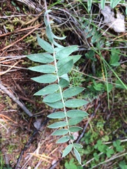 Oxytropis strobilacea