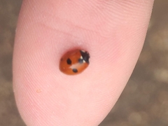 Coccinella quinquepunctata