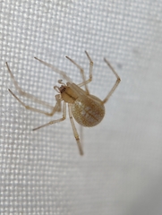 Enoplognatha ovata
