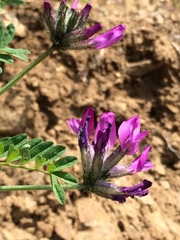 Astragalus suffruticosus
