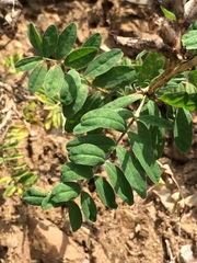 Astragalus suffruticosus