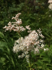 Filipendula palmata