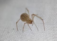 Enoplognatha ovata