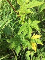 Filipendula palmata