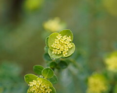 Pimelea flava