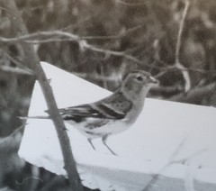 Fringilla montifringilla