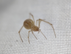 Enoplognatha ovata