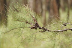 Casuarinaceae