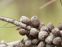 Casuarinaceae