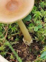 Amanita fulva