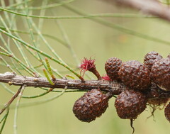 Casuarinaceae