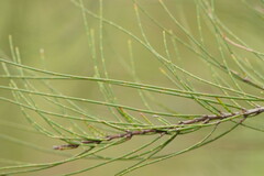 Casuarinaceae