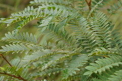 Acacia elata