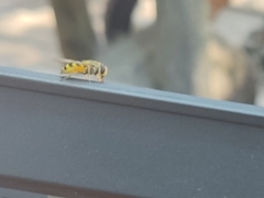 Eupeodes corollae
