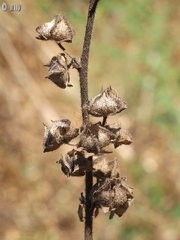 Malva multiflora
