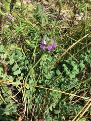 Oxytropis sylvatica