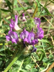 Oxytropis sylvatica