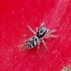 Salticus scenicus