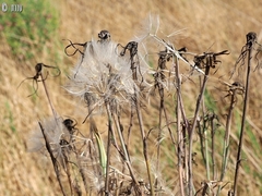 Tragopogon coelesyriacus