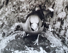 Coccothraustes coccothraustes