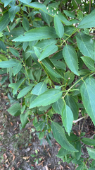 Forsythia × intermedia