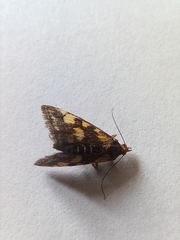Pyrausta purpuralis