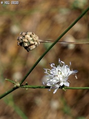 Cephalaria joppensis