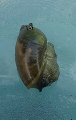 Succinea putris