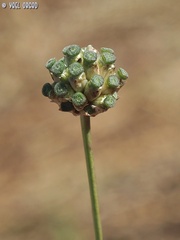 Cephalaria joppensis