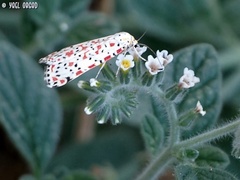 Utetheisa pulchella