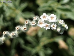 Heliotropium hirsutissimum