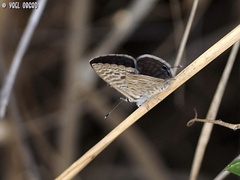 Leptotes pirithous