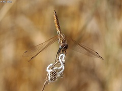 Trithemis annulata