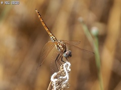 Trithemis annulata