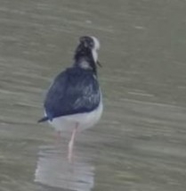 Himantopus leucocephalus