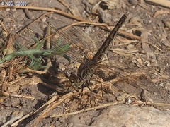 Brachythemis impartita