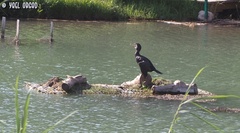 Phalacrocorax carbo