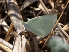 Pieris rapae