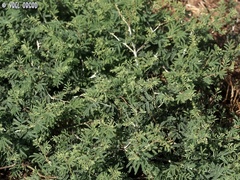 Prosopis farcta
