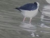Himantopus leucocephalus