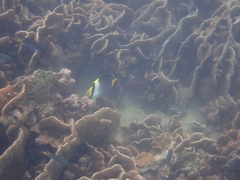 Chaetodontoplus mesoleucus