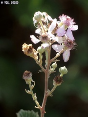 Rubus creticus