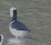 Himantopus leucocephalus