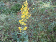 Solidago dahurica