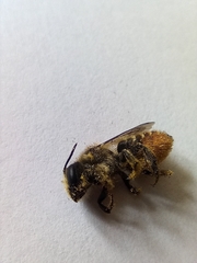 Megachile centuncularis