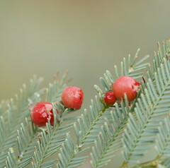 Austroacacidiplosis botrycephalae